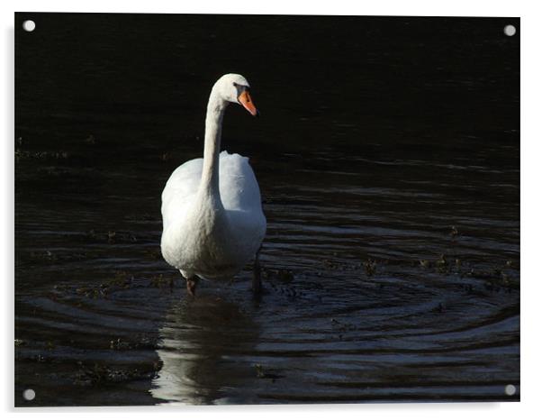 Ring around swan Acrylic by robert gosling