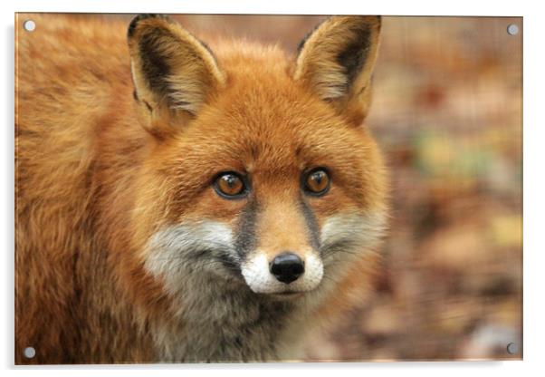 elle the red fox Acrylic by Martyn Bennett