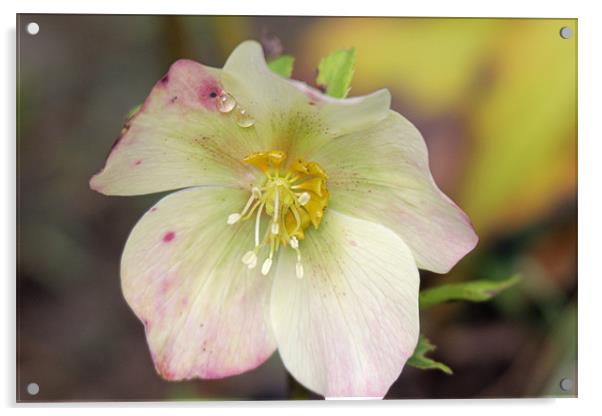 flower with water droplets Acrylic by Martyn Bennett