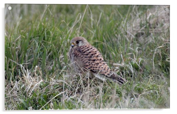 kestrel Acrylic by Martyn Bennett