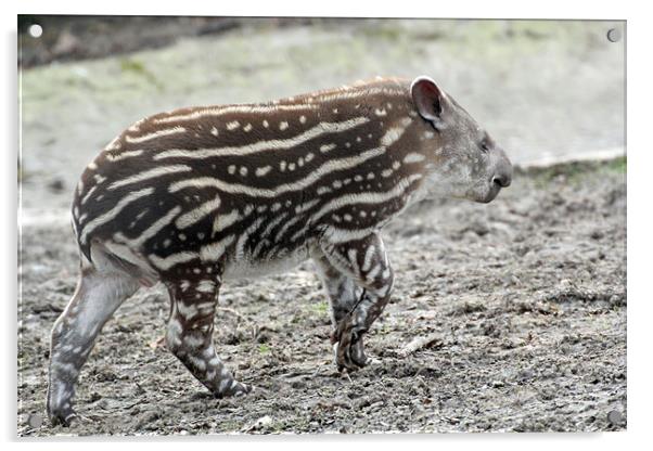 baby tapir Acrylic by Martyn Bennett