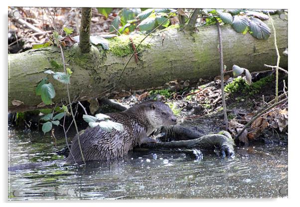 otter Acrylic by Martyn Bennett