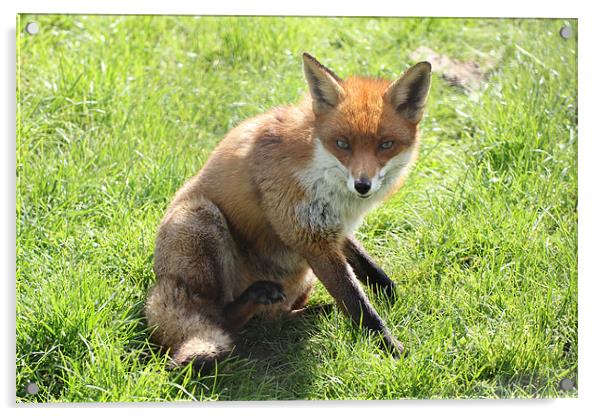 cute fox Acrylic by Martyn Bennett