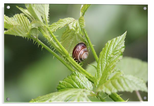 snail in the brambles Acrylic by Martyn Bennett