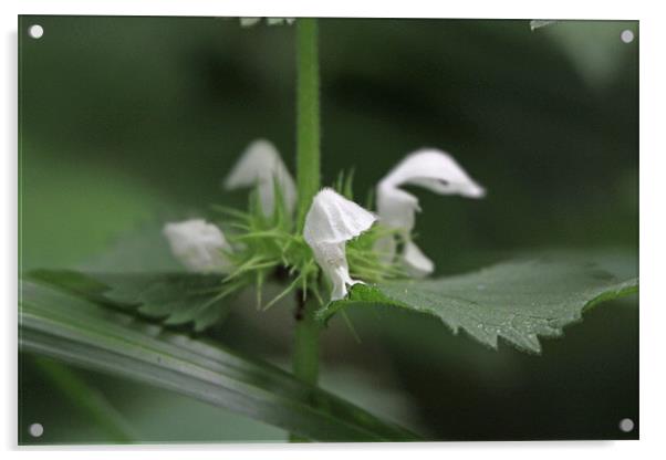 dead head nettles Acrylic by Martyn Bennett