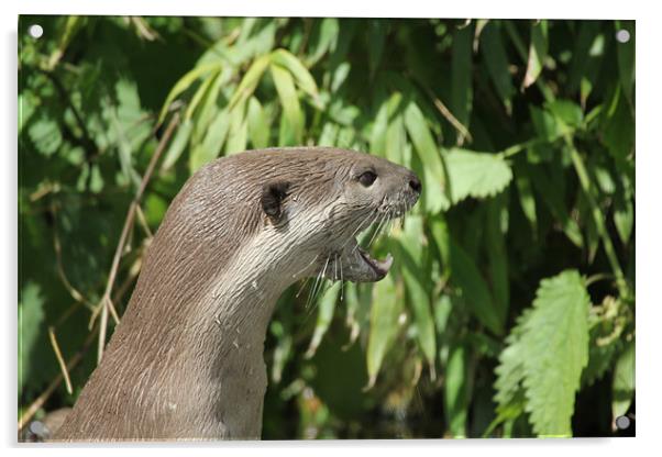 otter portrait Acrylic by Martyn Bennett