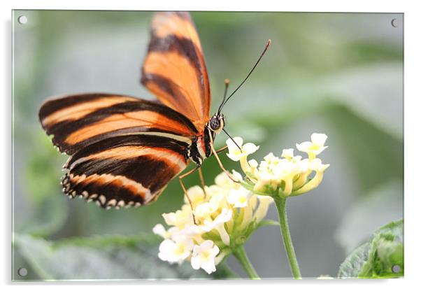 butterfly feeding Acrylic by Martyn Bennett