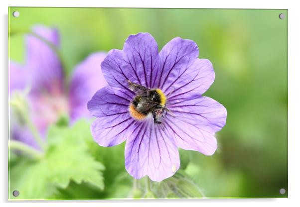 bee on a flower Acrylic by Martyn Bennett