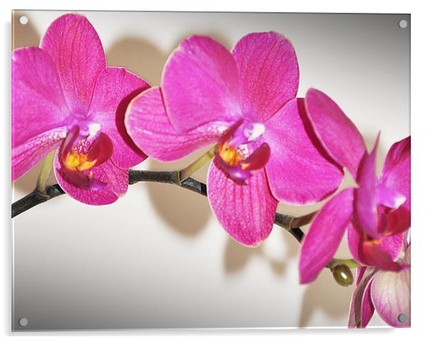 orchid cute pink Acrylic by Nataliya Lazaryeva