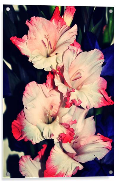 pink and white amazing gladiolus Acrylic by Nataliya Lazaryeva