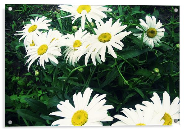lovely daisy flower Acrylic by Nataliya Lazaryeva