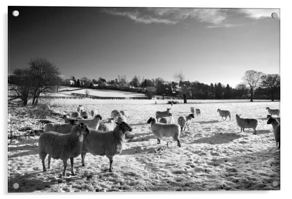 Field of Sheep near Bamford Acrylic by Darren Galpin