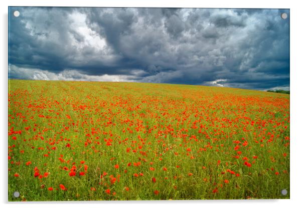 Barnsley Poppy Field Acrylic by Darren Galpin