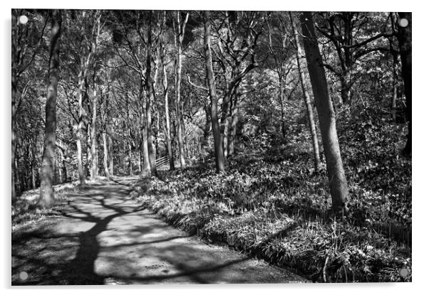Hutcliffe Woodland Walk Acrylic by Darren Galpin