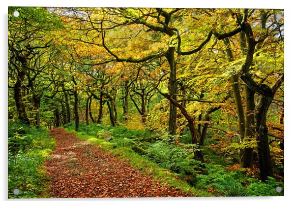 Padley Gorge Woodland Walk Acrylic by Darren Galpin