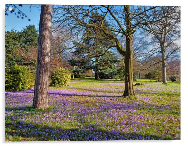 Crocuses in Roundhay Park, Leeds Acrylic by Darren Galpin