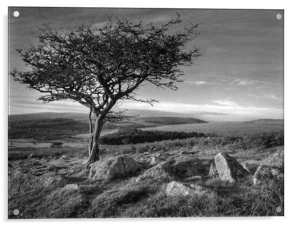 Two Moors Way Dartmoor  Acrylic by Darren Galpin