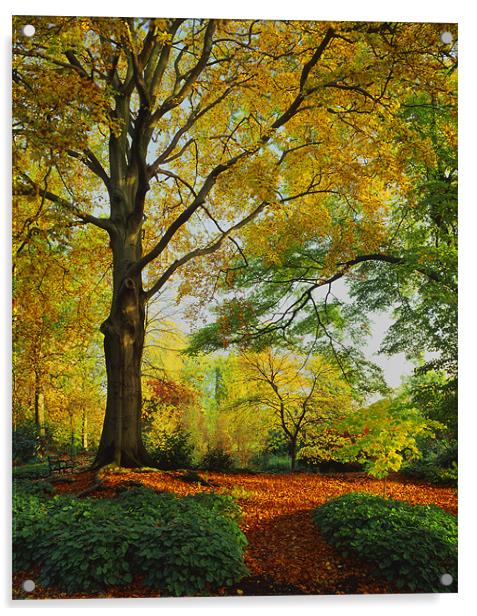 Autumn Colours Sheffield Botanical Gardens Acrylic by Darren Galpin