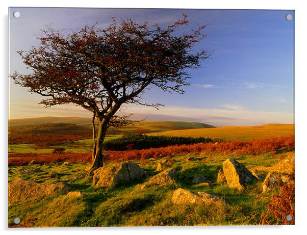 Hawthorn Tree,Two Moors Way Acrylic by Darren Galpin