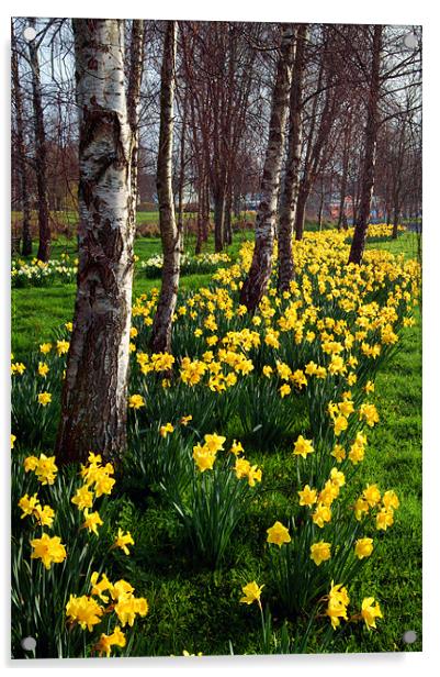 Daffodils in Mitchell Gardens, Chard, Somerset Acrylic by Darren Galpin