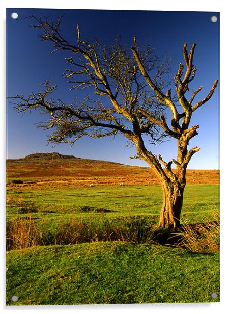 Dartmoor Lone Tree Acrylic by Darren Galpin