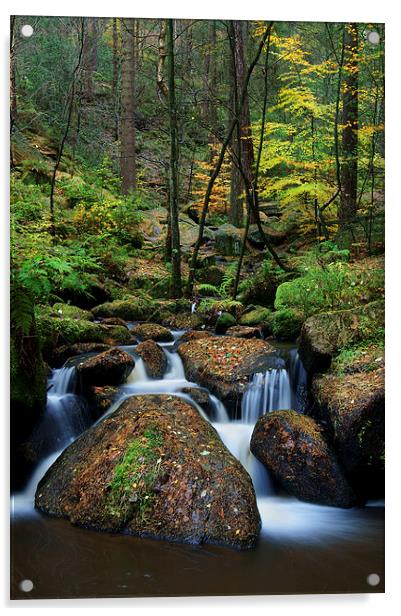 Wyming Brook Nature Reserve Acrylic by Darren Galpin