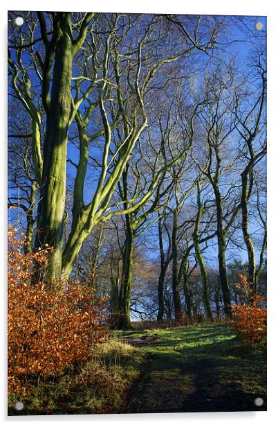 Longshaw Woods Acrylic by Darren Galpin