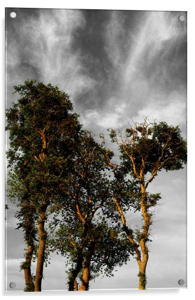 Scots Pine Trees Acrylic by Darren Galpin