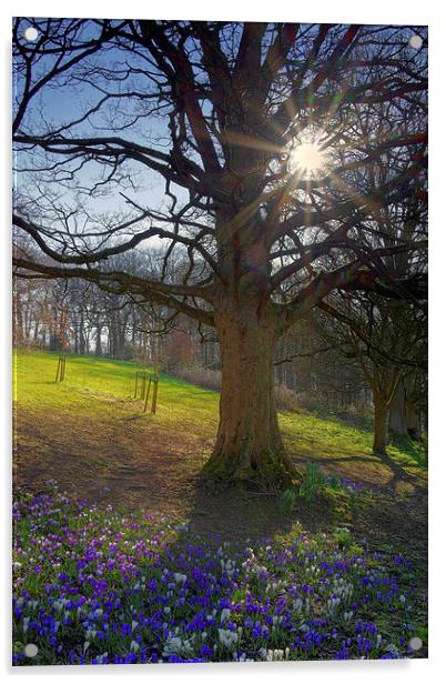 Springtime in Sheffield Acrylic by Darren Galpin