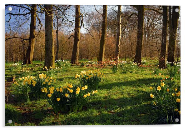 Graves Park Daffodils, Sheffield Acrylic by Darren Galpin