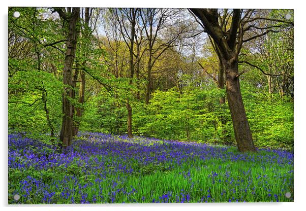 Woolley Wood Bluebells Acrylic by Darren Galpin