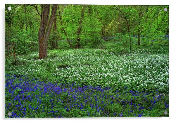 Woolley Wood Bluebells & Wild Garlic Acrylic by Darren Galpin