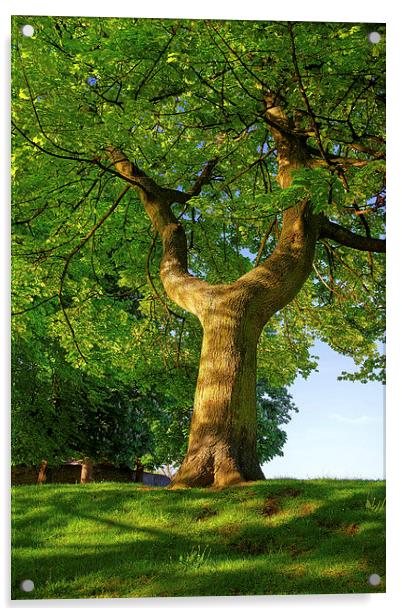 Y Shaped Tree, Hillsborough Park,Sheffield Acrylic by Darren Galpin