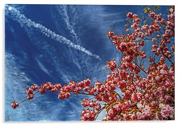Cherry Blossum Sky  Acrylic by Darren Galpin