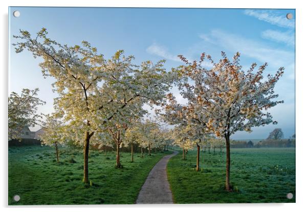 Snowdon Park Blossom                       Acrylic by Darren Galpin
