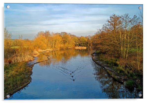 Daking Brook                        Acrylic by Darren Galpin