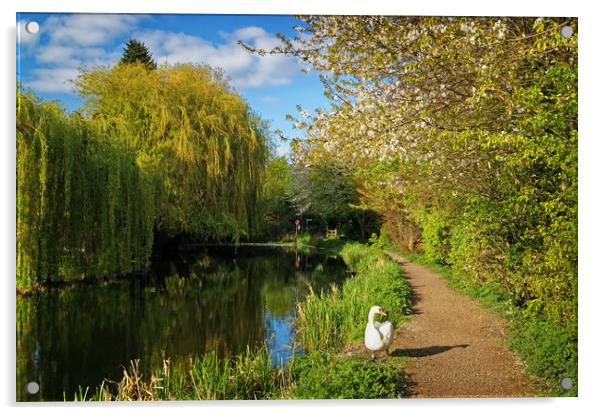 Elsecar Canal in Spring                     Acrylic by Darren Galpin