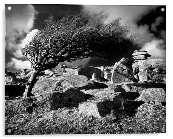 Windswept Tree on Stowes Hill Acrylic by Darren Galpin