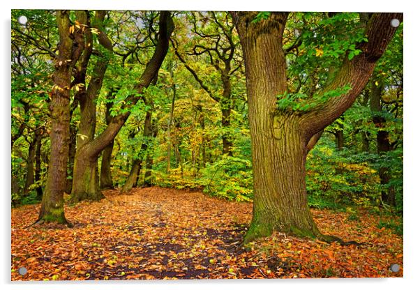 Ecclesall Woods in Autumn  Acrylic by Darren Galpin