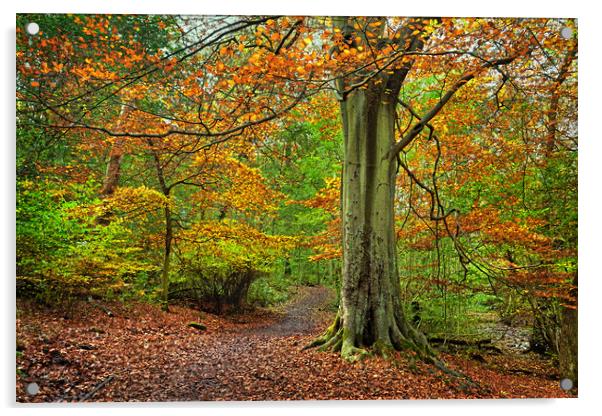 Autumn in Whitely Wood Acrylic by Darren Galpin