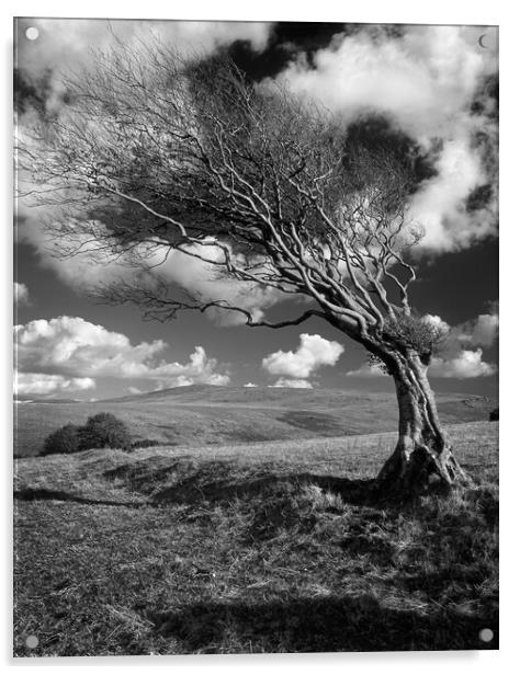 Hawthorn Tree on Prewley Moor Acrylic by Darren Galpin