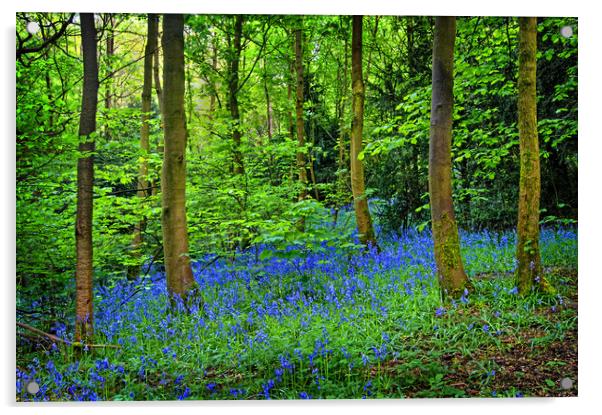 Bluebell Wood  Acrylic by Darren Galpin