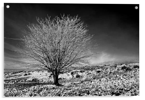 Lone tree on Lawrence Field Acrylic by Darren Galpin