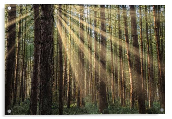 Sherwood Forest Acrylic by Darren Ball
