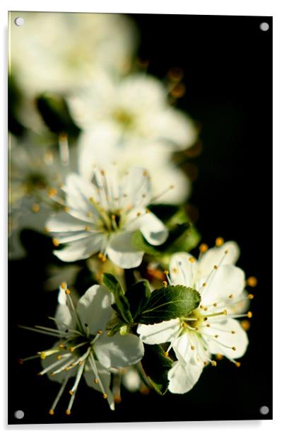 Apple Flower Close Up Acrylic by Mark Kendrick