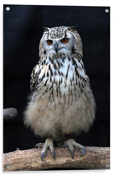 Indian Eagle Owl Acrylic by Paul Judge