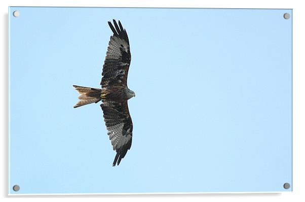 Red Kite against a blue sky Acrylic by Paul Judge