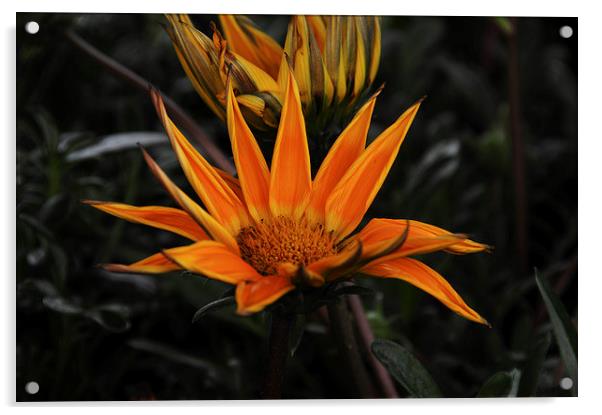  Gazania Acrylic by Paul Judge