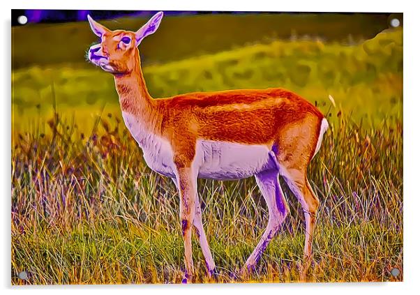 Deer Alert Acrylic by paul jenkinson