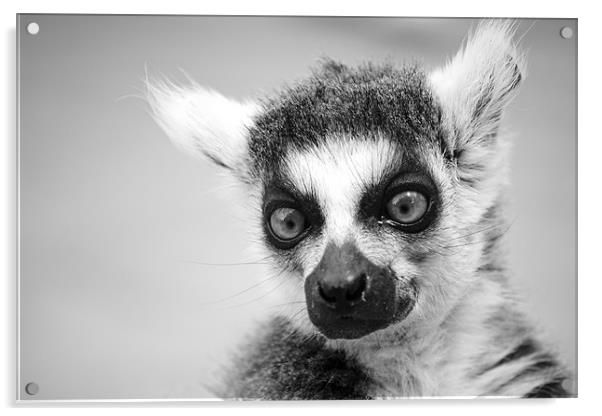 Ring Tailed Lemur Acrylic by Hayley Newton